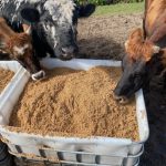 cows feeding on spent grain