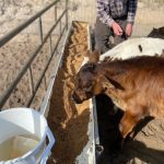 calves feeding on spent grain